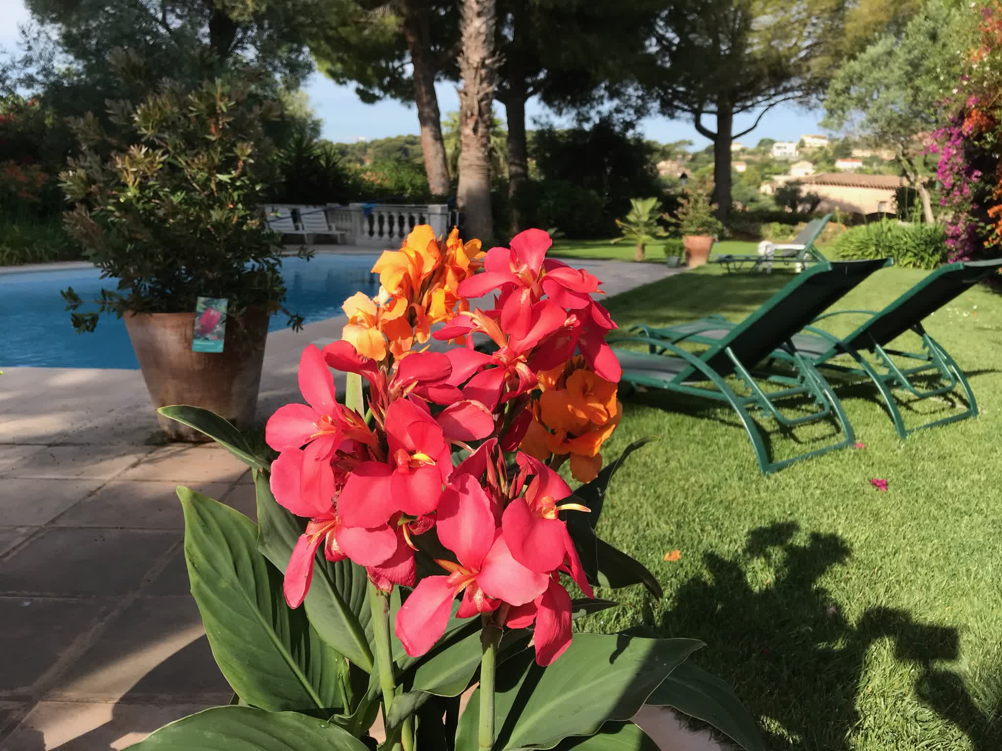 Fleurs près de la piscine