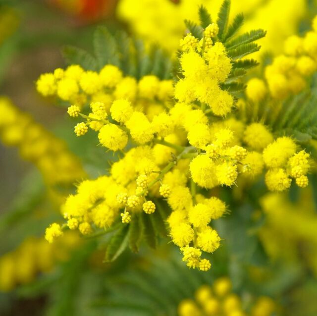 La couleur jaune est à l’honneur dans les jardins de @la_villa_topi en ce mois de février..

#agrumes #mimosa #citron #maisondhotes #jardin